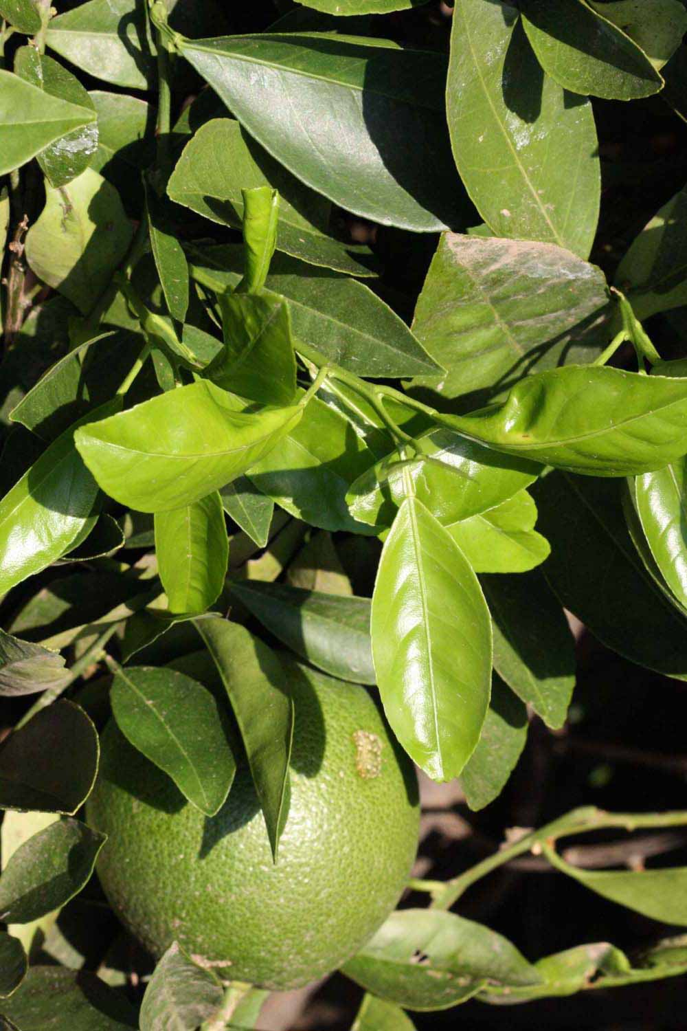            Sun leaves (Riverside, CA)   